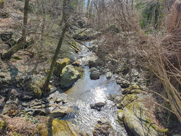 Small Creek Dried Branches Forest — 스톡 사진