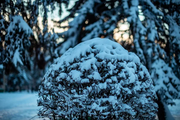 Eine Selektive Fokusaufnahme Von Schneebedeckten Büschen Und Bäumen Wald — Stockfoto