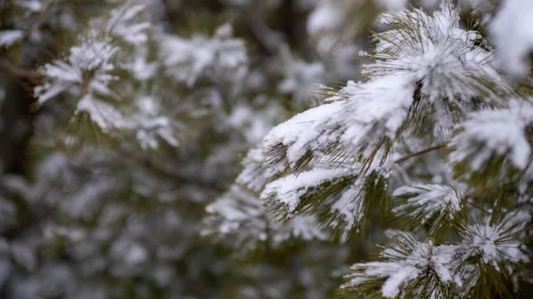 Piękne Krajobrazy Zimowego Krajobrazu Mnóstwem Drzew Pokrytych Śniegiem — Zdjęcie stockowe
