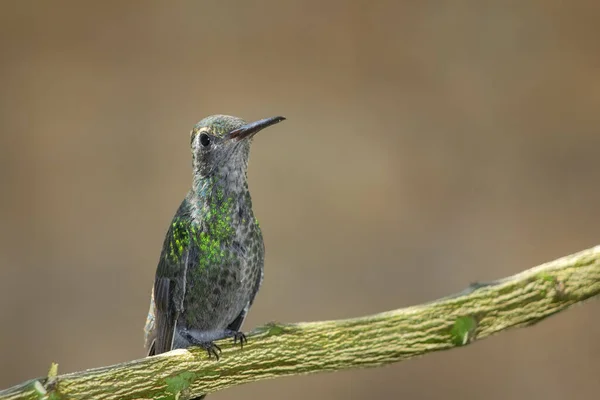 Hummingbird Perched Tree Branch — Stock Photo, Image