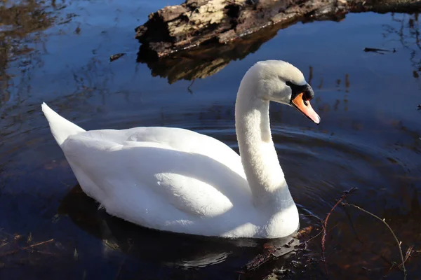 Magnífico Cisne Nadando Con Gracia Tranquilo Lago — Foto de Stock