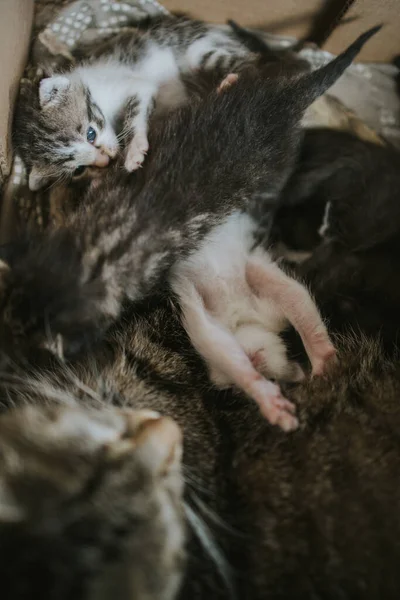 Vertikální Záběr Roztomilých Koťat Kočku Pod Světly Rozmazaným Pozadím — Stock fotografie