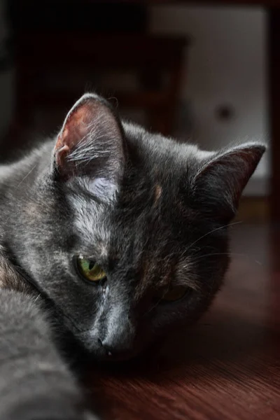 Eine Vertikale Aufnahme Einer Niedlichen Kleinen Grauen Katze Die Sich — Stockfoto