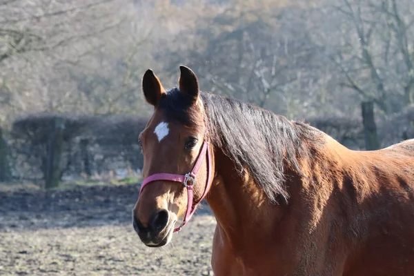 Wspaniały Brązowy Koń Czarną Grzywą Schwytany Polu — Zdjęcie stockowe