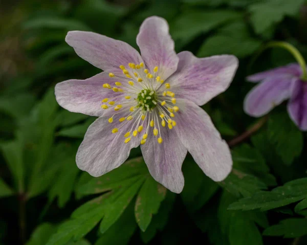 Closeup Beautiful Anemone Flower Spring — Stock Photo, Image