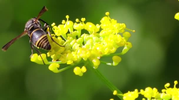 Biene Bestäubt Blumen Freien Sommerkonzept Nahsicht — Stockvideo