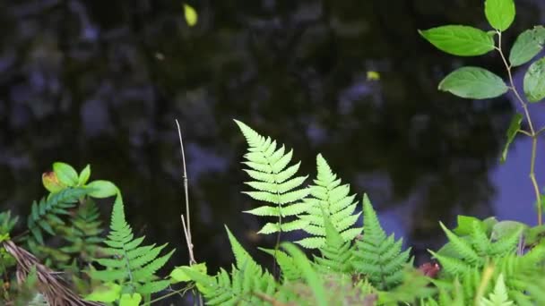 Groene Planten Groeien Aan Oever Van Rivier Zomer Concept Close — Stockvideo