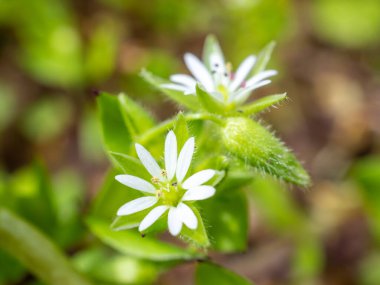 A closeup of delicate small common chickweed flowers clipart