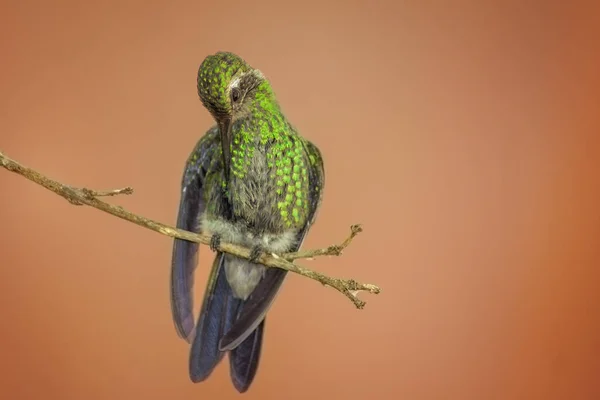 Colibrí Abeja Verde Una Ramita Mirando Hacia Abajo Con Fondo — Foto de Stock