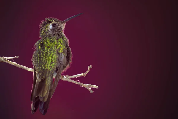Curious Fluffy Green Bee Hummingbird End Twig Dark Pink Background — 图库照片
