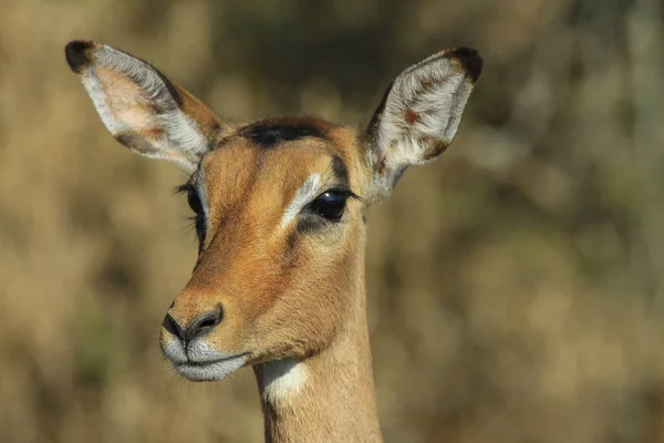 Porträt Einer Jungen Impala Auf Verschwommenem Hintergrund — Stockfoto