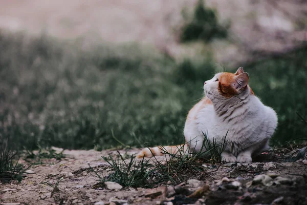 Roztomilá Baculatá Kočka Sedící Uprostřed Pole Pokrytého Trávou — Stock fotografie