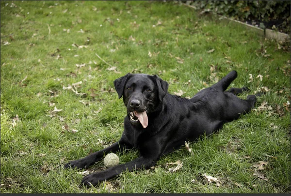 Black Labrador Retriever Lying Grass Smiling Camera — Stock Photo, Image