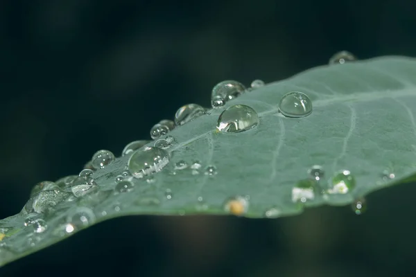 Closeup Wide Dark Green Leaf Big Droplets — Stock Photo, Image