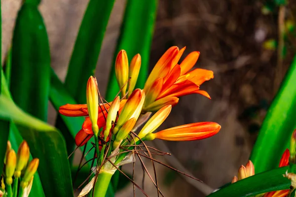 Primer Plano Brotes Cerrados Flores Lirio Arbusto — Foto de Stock