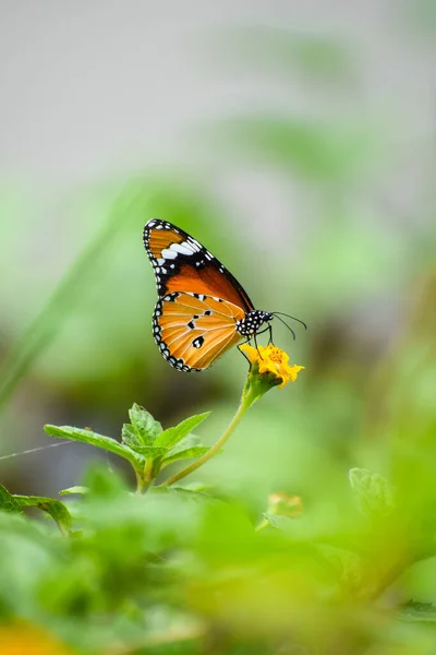 Foyer Sélectif Tigre Ordinaire Danaus Chrysippus Papillon Assis Sur Une — Photo