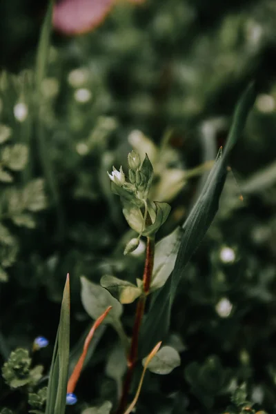 Ένα Κάθετο Πλάνο Ενός Όμορφου Φυτού Ένα Λιβάδι Καλυμμένο Γρασίδι — Φωτογραφία Αρχείου
