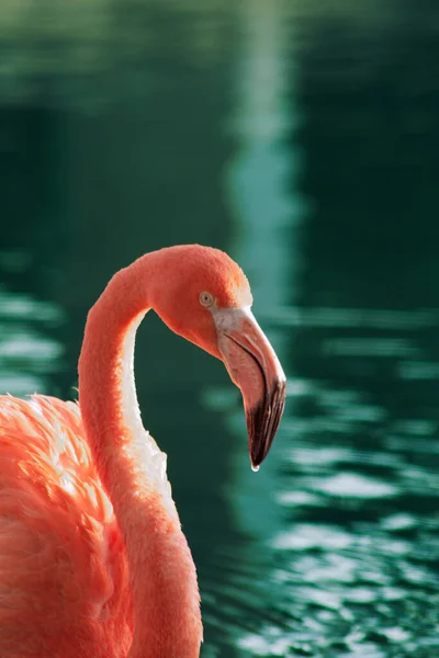 Vertical Shot Pink Flamingo Green Beautiful Reflective Water Background — Stock Photo, Image