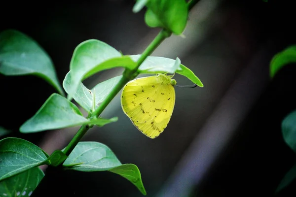 Egy Közönséges Zöld Leveleken Üldögélő Sárga Pillangó Közelsége — Stock Fotó