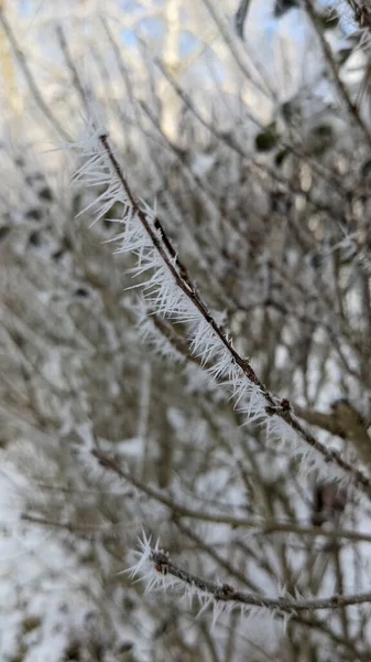 Detailní Záběr Větviček Pokrytých Chrastítkem Parku — Stock fotografie