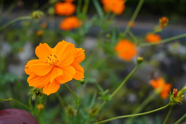 Una Flor Amarilla Del Cosmos Floreciendo Jardín — Foto de Stock