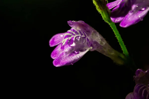 Primer Plano Hermosas Flores Tilo Púrpura Sobre Fondo Oscuro — Foto de Stock