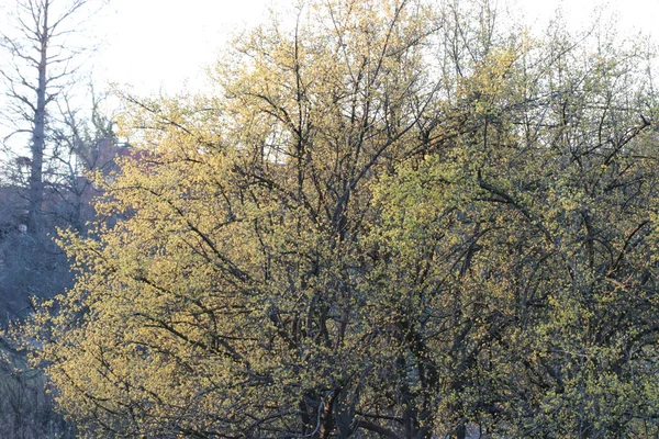 Árbol Con Flores Amarillentas Cultivadas Bosque —  Fotos de Stock