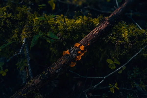 Tiro Close Laranja Pequenos Cogumelos Ramo Floresta Noite — Fotografia de Stock