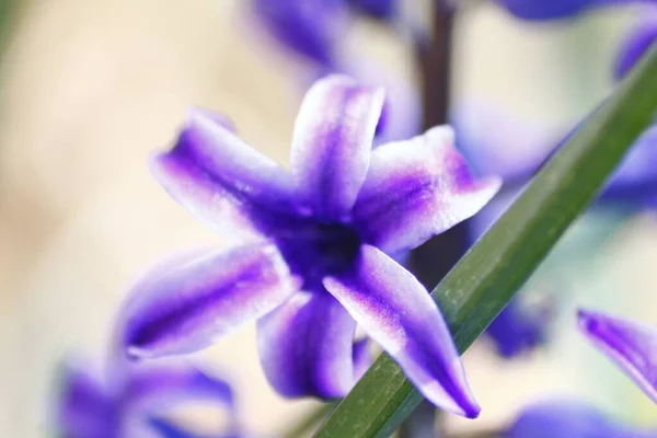 Selective Focus Shot Purple Hyacinth — 스톡 사진