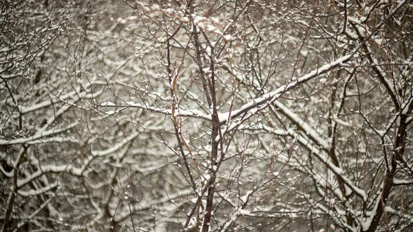 Eine Wunderschöne Winterlandschaft Mit Vielen Schneebedeckten Bäumen — Stockfoto