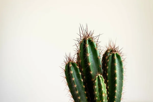 Close Cactos Sob Luzes Contra Fundo Branco Com Espaço Para — Fotografia de Stock