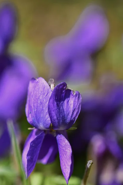 Lodret Skud Smuk Blomst Med Lilla Kronblade Banen - Stock-foto
