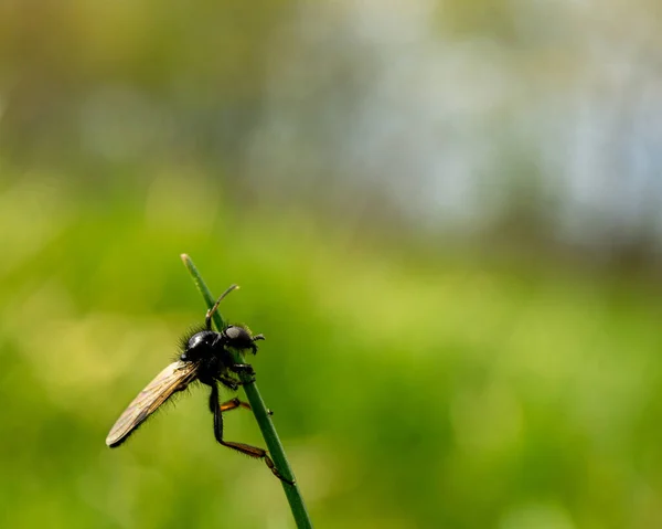 Nahaufnahme Eines Fliegenden Insekts Auf Einem Gras — Stockfoto