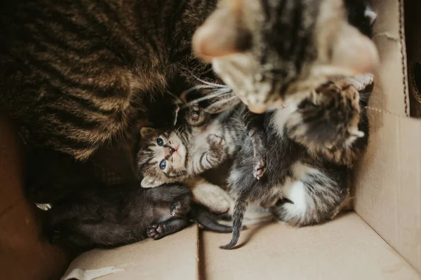 Overhead Shot Mother Cat Her Kittens Cuddling Kittens Box — Stock Photo, Image