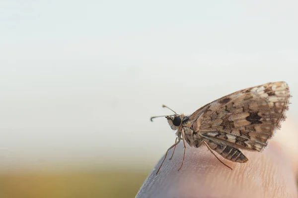 Eine Selektive Fokusaufnahme Des Braunen Mottenfalters — Stockfoto