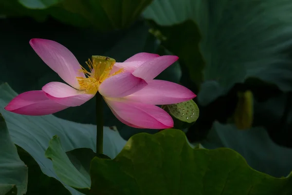 Enfoque Selectivo Hermoso Loto Rosa Rodeado Lilypads — Foto de Stock