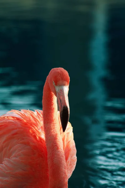 Beautiful View Pink Flamingo Lake — Stock Photo, Image