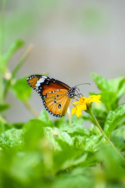 Tigre Plaine Danaus Chrysippus Papillon Buvant Nectar Une Fleur Jaune — Photo