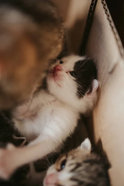 Eine Vertikale Aufnahme Von Niedlichen Kleinen Kätzchen Einem Karton — Stockfoto