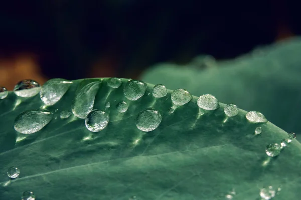 Primer Plano Una Hoja Verde Cubierta Gotas Rocío — Foto de Stock