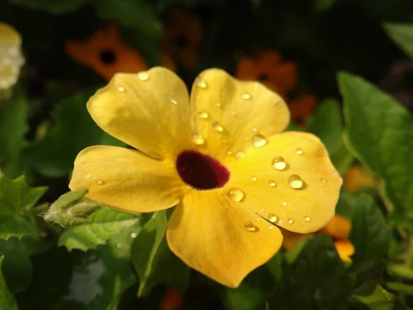 Fekete Szemű Susan Szőlő Thunbergia Alata Közelsége Szirmain Vízcseppekkel — Stock Fotó