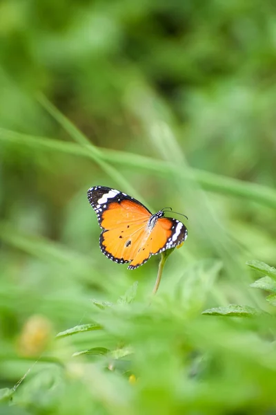 Tigre Liso Danaus Chrysippus Borboleta Verde Desfocado Fundo — Fotografia de Stock