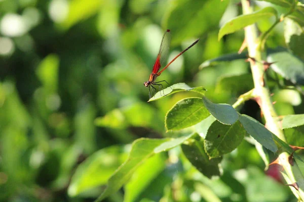 Een Selectieve Focus Shot Van Een Libelle Hoog Groen Blad — Stockfoto