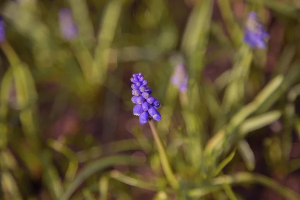 Una Flor Hojas Anchas Uva Jacinto Prado Bajo Luz Del — Foto de Stock