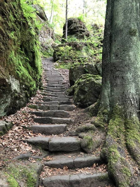 苔で覆われた木々や石のある公園の古い石の階段の垂直ショット — ストック写真