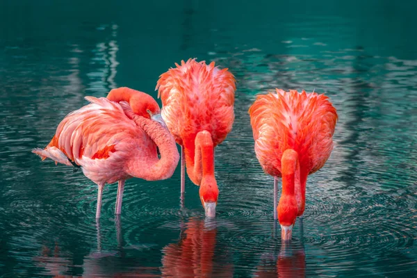 Tre Rosa Flamingos Vatten — Stockfoto