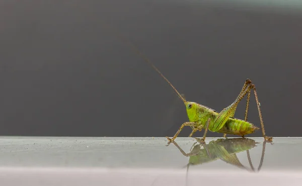 Düz Bir Yüzey Üzerinde Yeşil Bir Cırcır Böceği — Stok fotoğraf