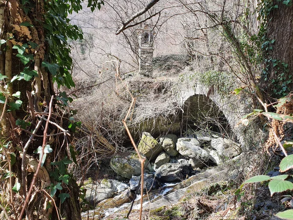 Eine Verlassene Brücke Überwuchert Mit Pflanzen Die Durch Bäume Gesehen — Stockfoto