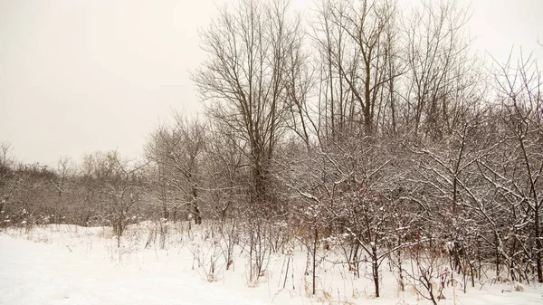 Paysage Magnifique Paysage Hivernal Avec Beaucoup Arbres Nus — Photo