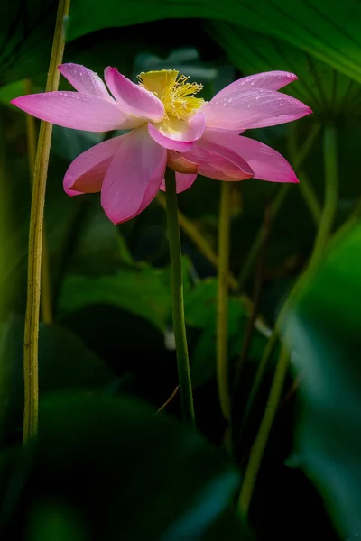 Pembe Bir Nilüfer Çiçeğinin Dikey Görüntüsü Etrafı Nilüferlerle Çevrili — Stok fotoğraf